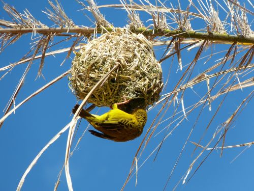 Geltona Weaver Paukštis, Lizdas, Pietų Afrika