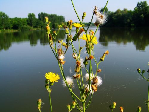 Geltonos Piktžolės, Wildflower, Ežeras, Gamta