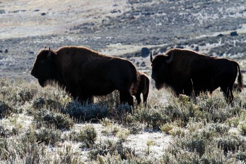 Geltonojo Akmens Nacionalinis Parkas, Vajomingas, Usa, Bizonas, American Bison, Buivolai