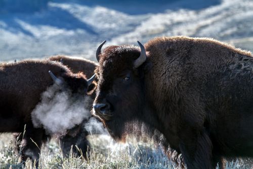 Geltonojo Akmens Nacionalinis Parkas, Vajomingas, Usa, Bizonas, American Bison, Buivolai