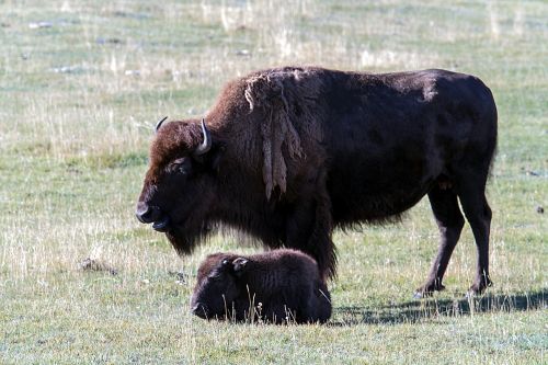 Geltonojo Akmens Nacionalinis Parkas, Vajomingas, Usa, Bizonas, American Bison, Buivolai