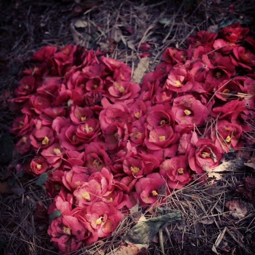 Yeosu, Camellia Gėlė, Širdis, Hart