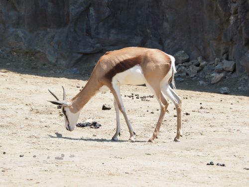 Yeoyang, Zoologijos Sodas, Ganomi Gyvūnai