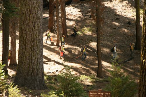 Josemitas,  Parkas,  Rangers,  Medžiai,  Yosemite Parkas Rangers