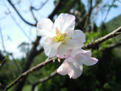 Yoshino Yīng,  Pavasaris,  Rožinis,  Vyšnių Žiedų