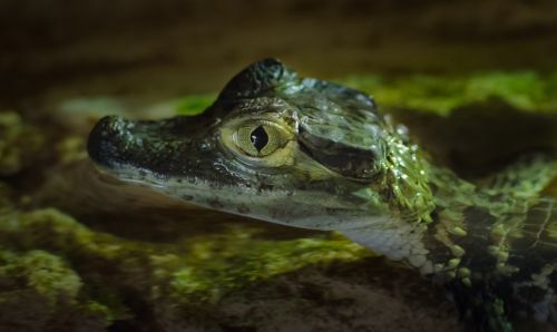 Jaunas, Krokodilas, Gyvūnas, Gamta, Ropliai, Laukiniai, Laukinė Gamta, Plėšrūnas, Aligatorius, Zoologijos Sodas, Pavojus, Mėsėdis, Pavojingas, Burna, Oda, Vanduo, Galva, Kūdikis, Atogrąžų, Mažas, Mažai