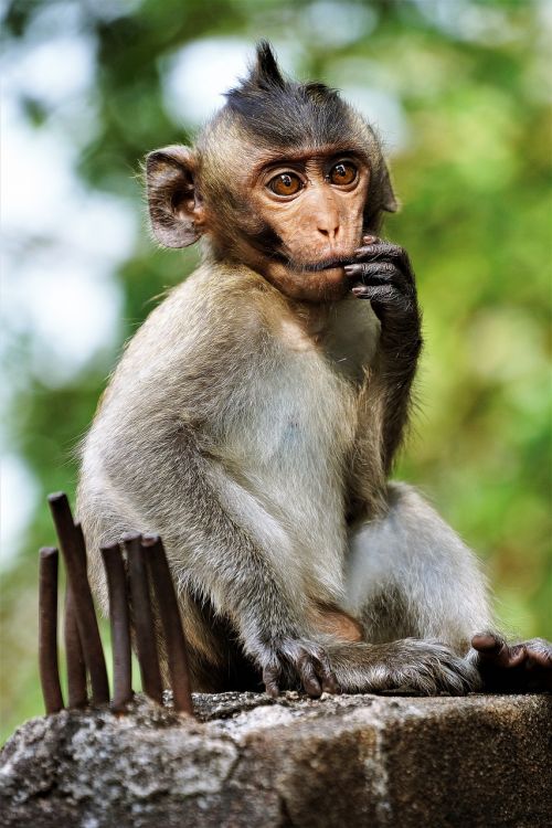 Jaunas, Beždžionė, Primatas, Ape, Laukinė Gamta, Makakas, Gamta, Mielas, Kambodža