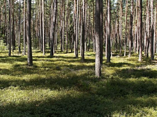 Jaunas, Pušis, Miškas, Saulė, Šešėlis, Gentys, Medžiai, Mėlynių Brusinční