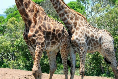 Žirafa,  Gyvūnas,  Žaidimas,  Pilvas,  Patinas,  Genitalijos,  Lytis,  Jauni & Amp,  Suaugusių Vyriškų Žirafų Pilvas