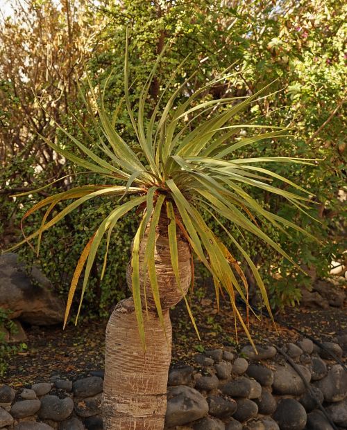 Yucca, Dramblys, Jukos Elephantipes, Sodas, Yucca Palm, Dramblio Palmių Medis