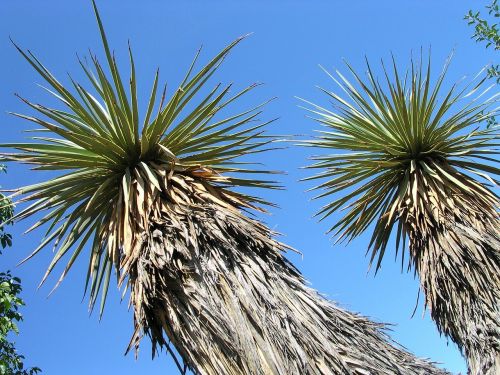 Yucca, Thompsoniana, Smegenų Jukos