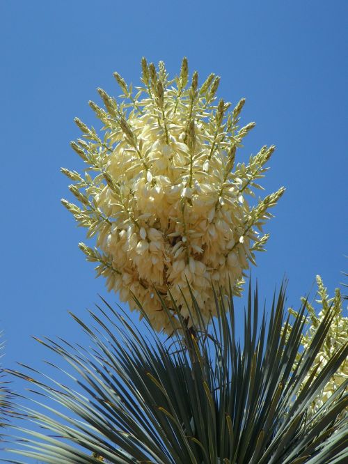 Yucca, Yucca Palm, Žiedas, Žydėti, Flora, Gėlė, Augalas, Lelijos Šeima, Balta, Krūmas, Gėlės, Dangus