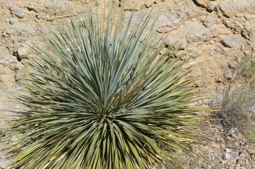 Yucca,  Augalas,  Dykuma,  Texas,  Parkas,  Žalias,  Daugiametis,  Krūmas,  Krūmas,  Žalias,  Lapai,  Lapai,  Gamta,  Medžiai,  Jukos Augalų Dykuma Texas Parkas Žalia