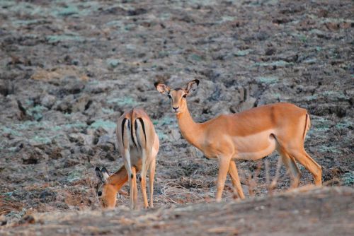 Zambija, Safari, Laukiniai, Zambezi, South Luangwa, Antilopė