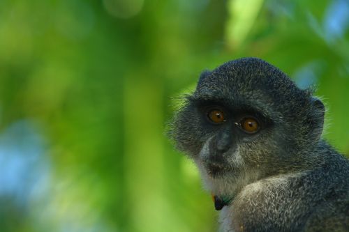 Zanzibaras, Beždžionė, Žalias