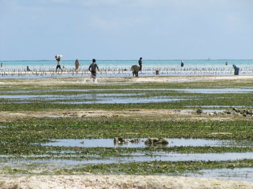 Zanzibaras, Kranto, Vaikas Dirba, Linijos, Žolių Rinkimas, Piktžolių