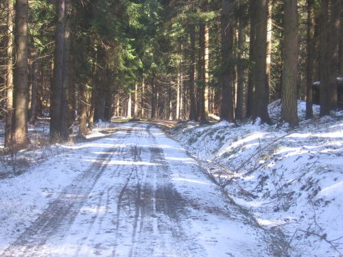 Kelias,  Sniegas,  Medžiai,  Miškas,  Snieguotas Kelias