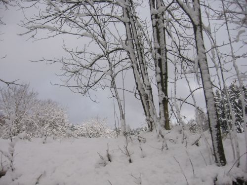 Sniegas,  Medžiai,  Žiema,  Snieguotas Gamta