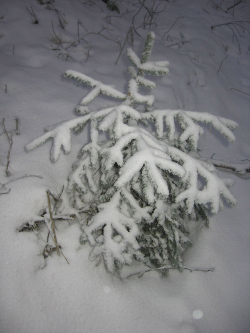 Medis,  Sniegas,  Žiema,  Snieguotas Medis