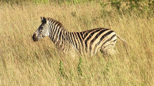 Zebra, Pietų Afrika, Savana