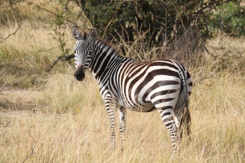 Zebra, Afrika, Safari, Serengeti, Gyvūnas