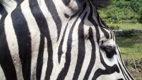 Zebra, Gyvūnas, Zoologijos Sodas, Laukiniai, Juostos, Juoda Ir Balta, Zoologijos Sodas Gyvūnas, Zebras Veidas