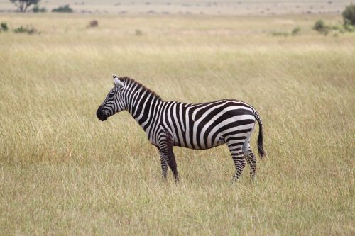 Zebra, Afrika, Serengeti, Gyvūnas, Dykuma, Rezervas, Savana, Safari, Tanzanija, Gamta, Laukinė Gamta, Kelionė