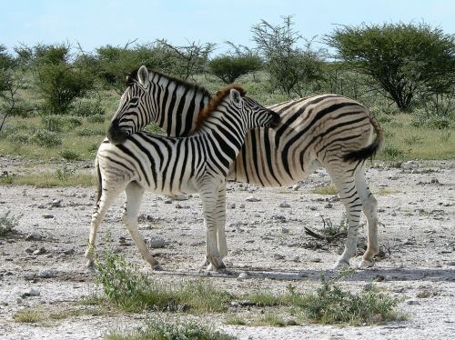 Zebra, Motina Su Zebras Vaiku, Afrika, Safari, Nacionalinis Parkas, Etosha