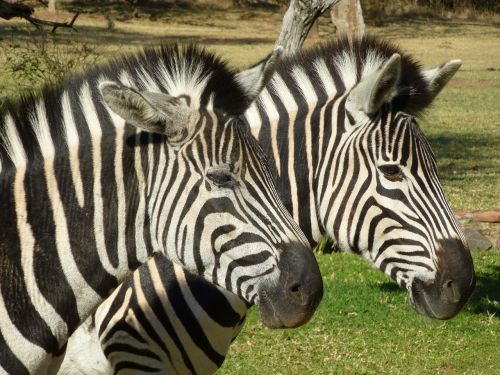 Zebra, Afrika, Juodos Ir Baltos Juostelės