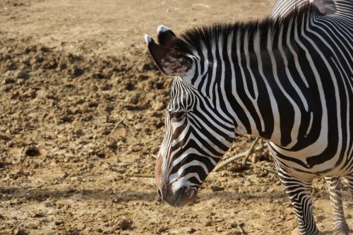 Zebra, Afrikiečių Gyvūnai, Arkliai, Juostelės, Žemė, Zoologijos Sodas, Lauke, Gyvūnas, Gyvūnai, Horizontalus
