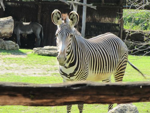 Zebra, Zoologijos Sode Leipzigas, Juodos Ir Baltos Juostelės, Leipzig Zoo