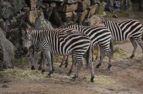 Zebra, Zoologijos Sodas, Juostelės