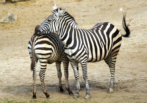 Zebra, Juoda Ir Balta, Zebra Juostelės, Zoologijos Sodas, Afrika