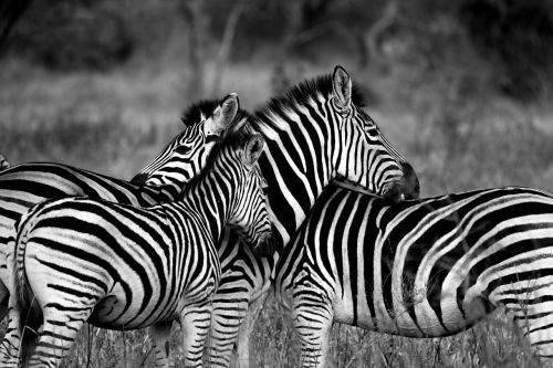 Zebra, Laukinė Gamta, Afrika, Gyvūnas, Fotografija, Stovintis, Dryžuotas, Kartu, Juostelės, Safari
