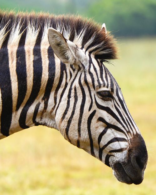Zebra, Pietų Afrika, Jūros Vaizdai, Liūto Parkas