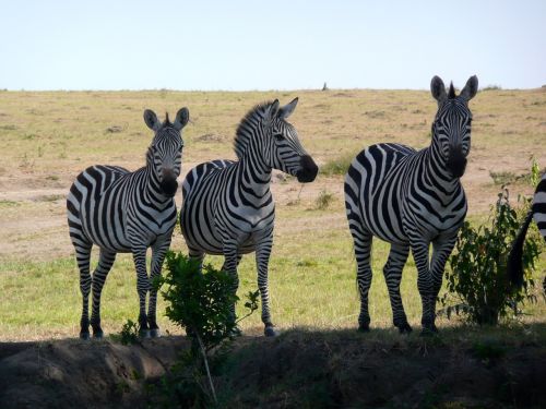 Zebra, Kenya, Laukinė Gamta, Afrika, Gyvūnas, Žinduolis, Safari, Gamta, Kelionė, Mara, Masai, Laukiniai, Juostelė, Parkas
