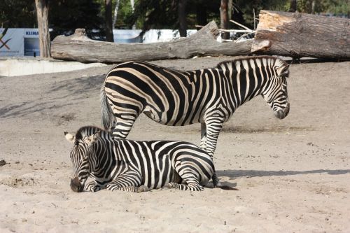 Zebra, Zoologijos Sodas, Vroclave