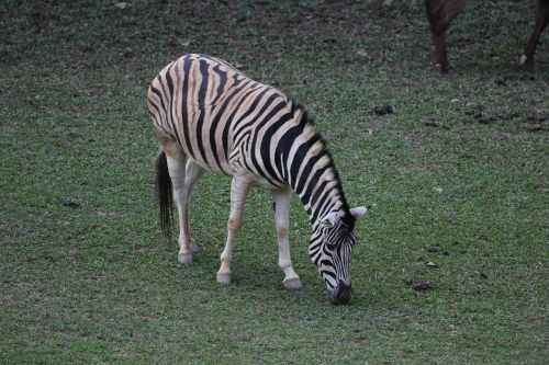 Zebra, Gyvūnas, Dryžuotas, Laukiniai, Valgyti Žolę, Juostelės, Afrikos, Zoologijos Sodas