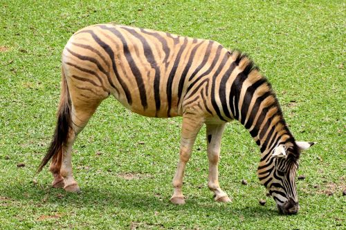 Zebra, Gyvūnas, Dryžuotas, Laukiniai, Valgyti Žolę, Juostelės, Afrikos, Zoologijos Sodas, Profilis