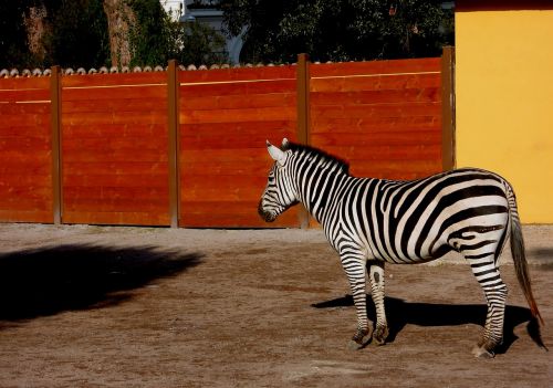 Zebra, Gyvūnas, Zoologijos Sodas