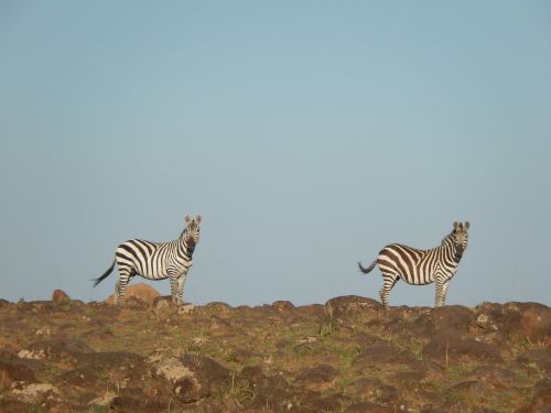 Zebra, Afrika, Smalsumas, Laukiniai Gyvi, Savanah, Pora, Gyvūnai