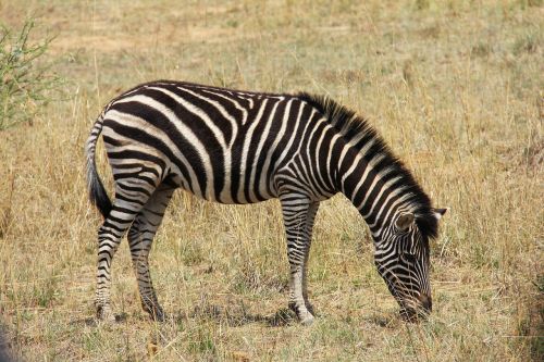 Zebra, Įdomus, Nuotykis, Safari, Vaizdingas, Gražus, Įdomus, Saulės Miestas, Pilanesbergo Žaidimų Rezervas, Johanesburgas, Pietų Afrika