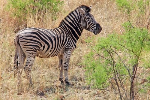 Zebra, Įdomus, Nuotykis, Safari, Vaizdingas, Gražus, Įdomus, Saulės Miestas, Pilanesbergo Žaidimų Rezervas, Johanesburgas, Pietų Afrika