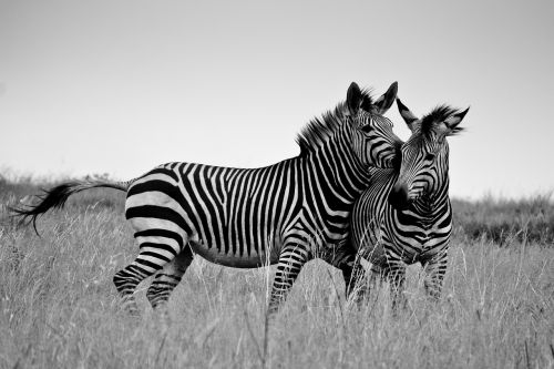 Zebra, Afrika, Safari, Laukinė Gamta, Gyvūnas