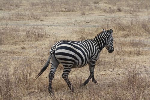 Zebra, Safari, Tanzanija, Afrika, Laukiniai, Gyvūnas, Juostos, Juoda Ir Balta