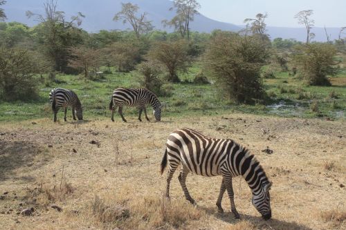 Zebra, Safari, Tanzanija, Afrika, Gyvūnas, Juostos, Juoda Ir Balta, Ngorongoro