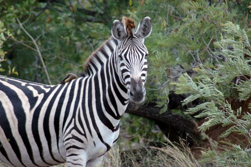 Zebra, Kruger Nacionalinis Parkas, Pietų Afrika, Afrika, Kruger, Į Pietus, Parkas, Nacionalinis, Gamta, Gyvūnas, Lauke, Pietus, Laukinė Gamta, Rezervas, Žaidimas, Laukiniai, Safari