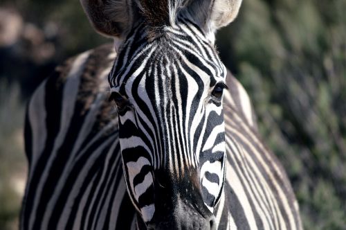 Zebra, Iš Arti, Laukinė Gamta, Gamta, Dryžuotas, Žinduolis, Afrika, Veidas, Safari