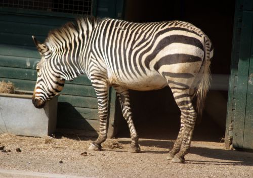 Zebra, Gyvūnas, Afrika, Zoologijos Sodas, Juostelė, Laukiniai Gyvūnai, Savana, Pietų Afrika