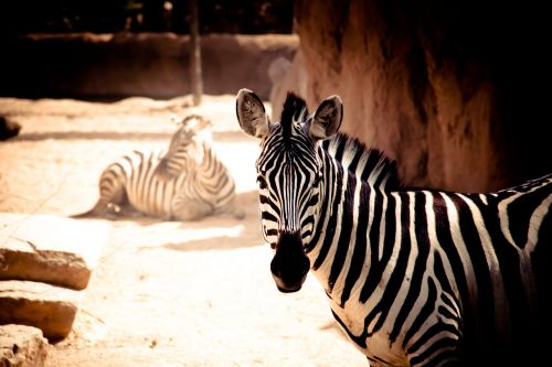 Zebra, Gyvūnas, Juostelės, Gamta, Afrika, Gyvūnai, Zoologijos Sodas, Fono Ekranai, Fauna